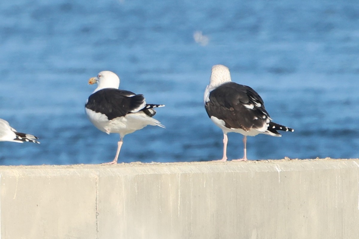 Great Black-backed Gull - ML646666854