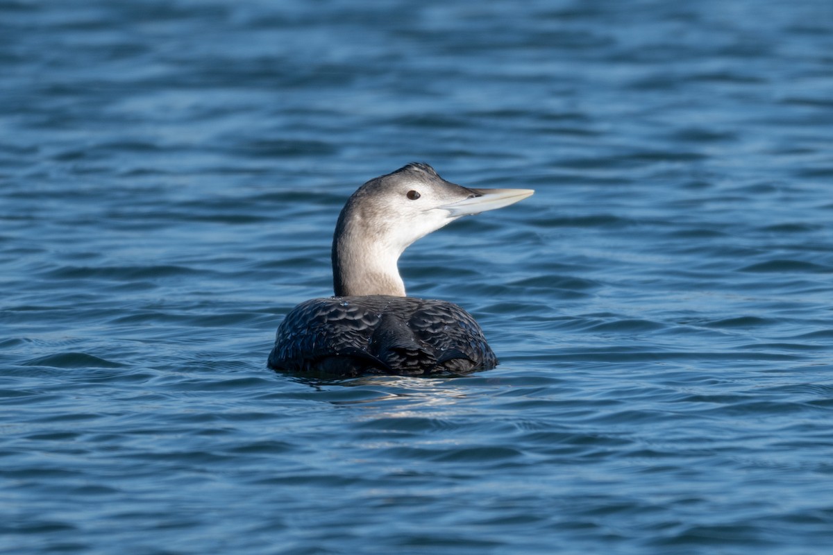 gulnebblom - ML646666855