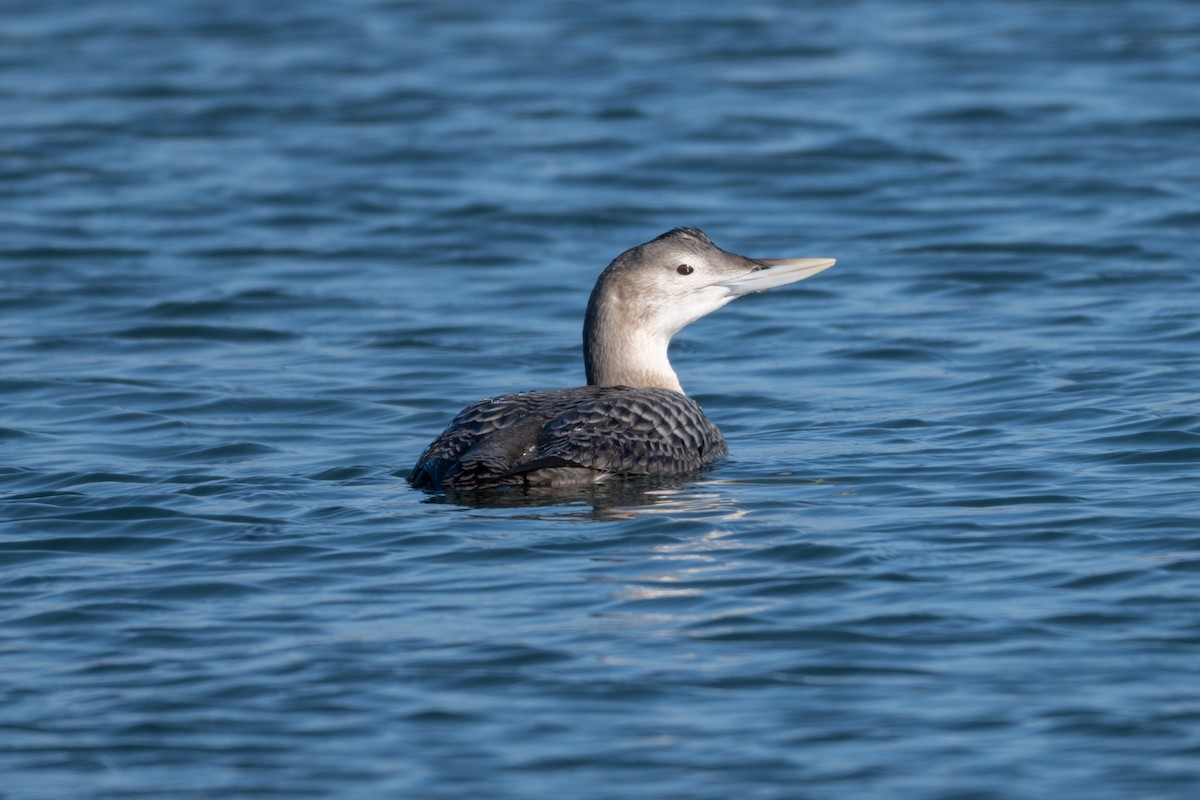 gulnebblom - ML646666856