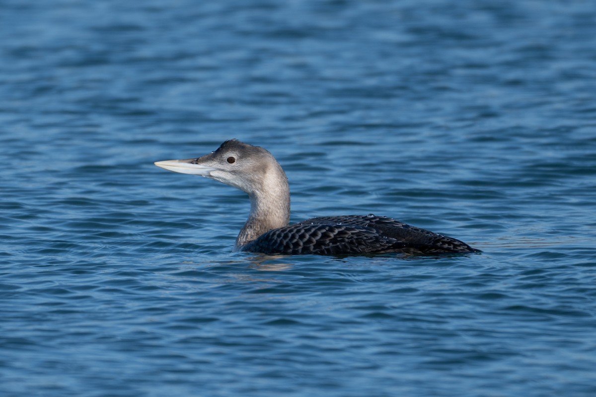 gulnebblom - ML646666857