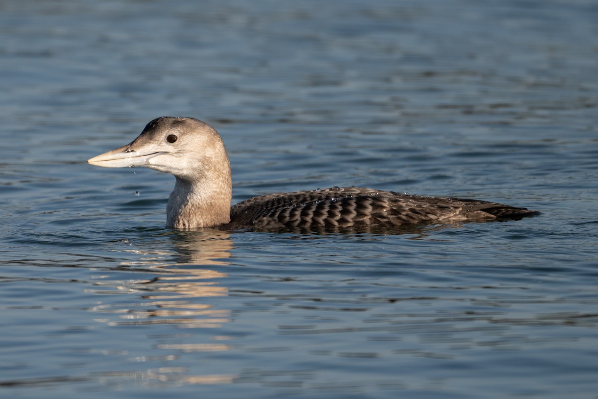 gulnebblom - ML646666858