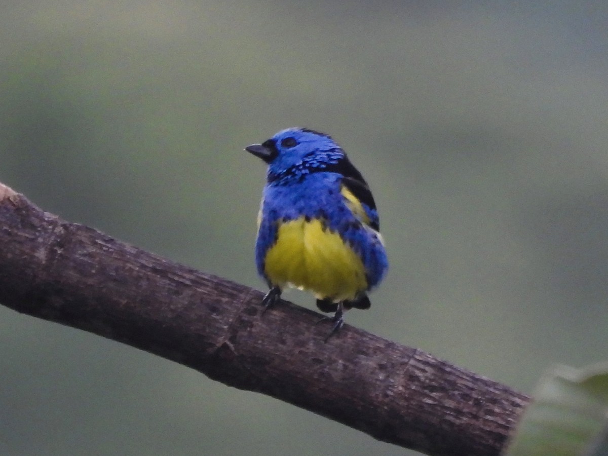 Turquoise Tanager - ML646666861