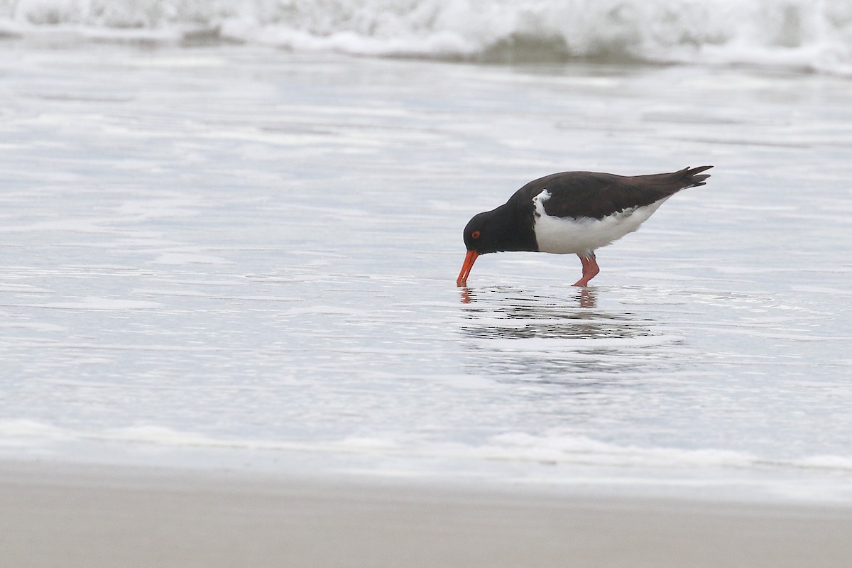 South Island Oystercatcher - ML646666864