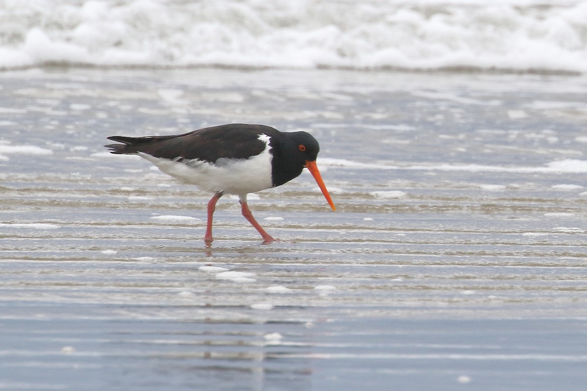 South Island Oystercatcher - ML646666865
