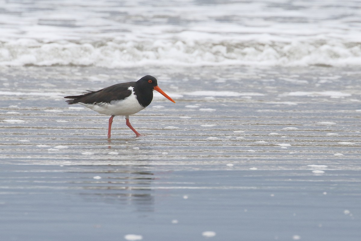 South Island Oystercatcher - ML646666866