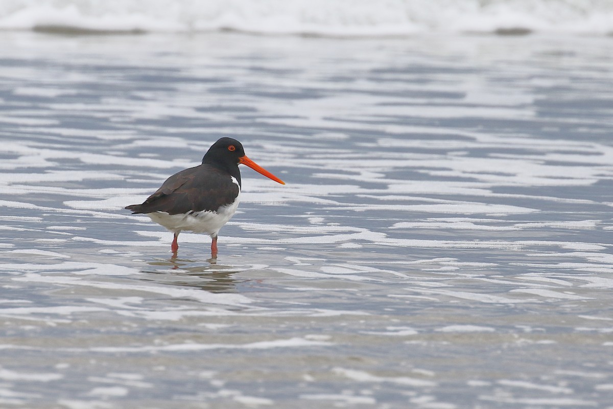 South Island Oystercatcher - ML646666867