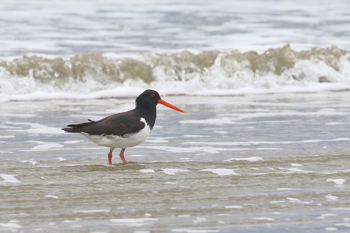 South Island Oystercatcher - ML646666868