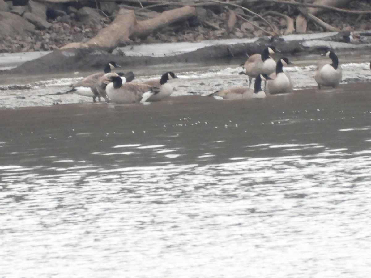 Oca canadese maggiore - ML646666869