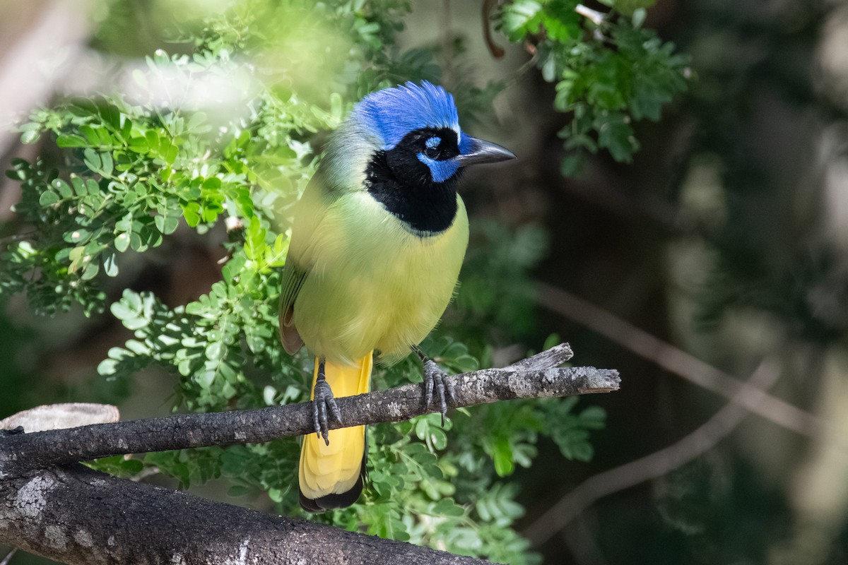 Inkablaurabe - ML646666870