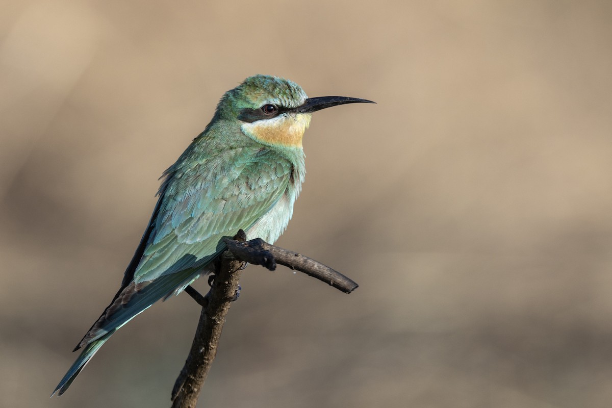 Blue-cheeked Bee-eater - ML646666873