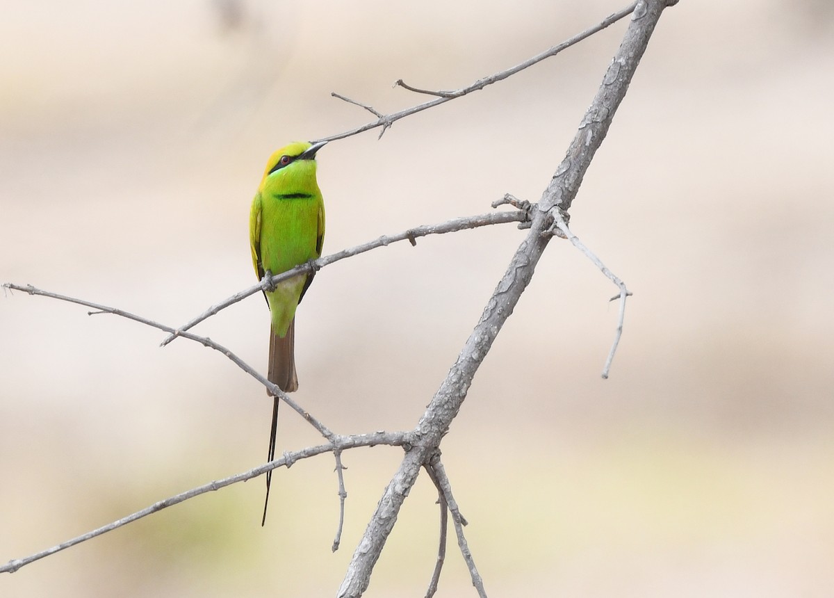 African Green Bee-eater - ML646666876