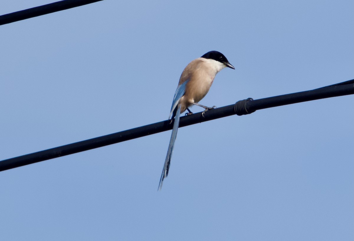 Iberian Magpie - ML646666877