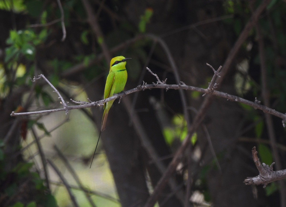 African Green Bee-eater - ML646666878