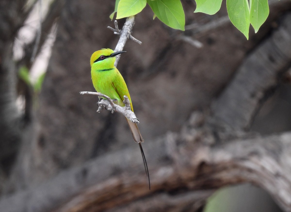 African Green Bee-eater - ML646666879