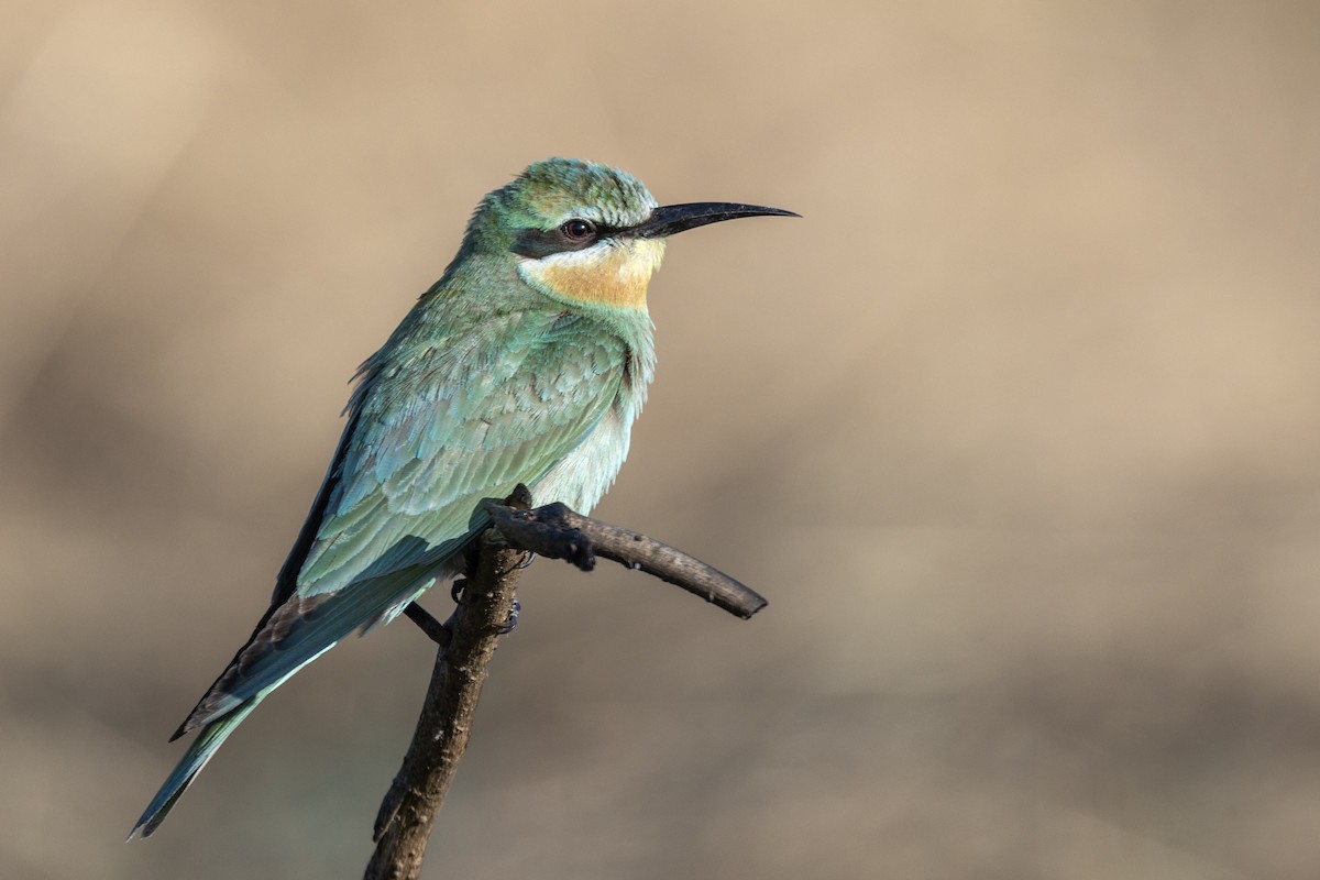 שרקרק ירוק - ML646666883
