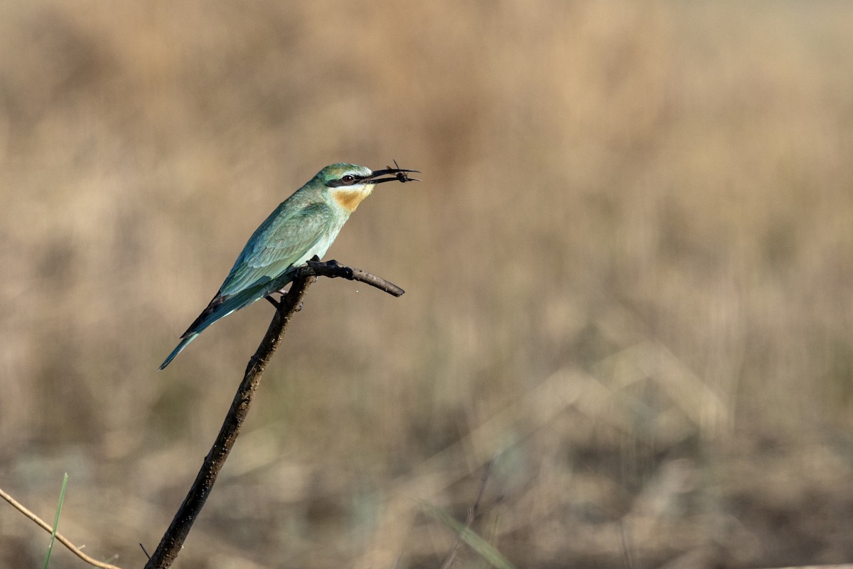 שרקרק ירוק - ML646666886
