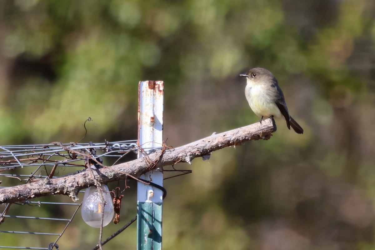 Eastern Phoebe - ML646666888