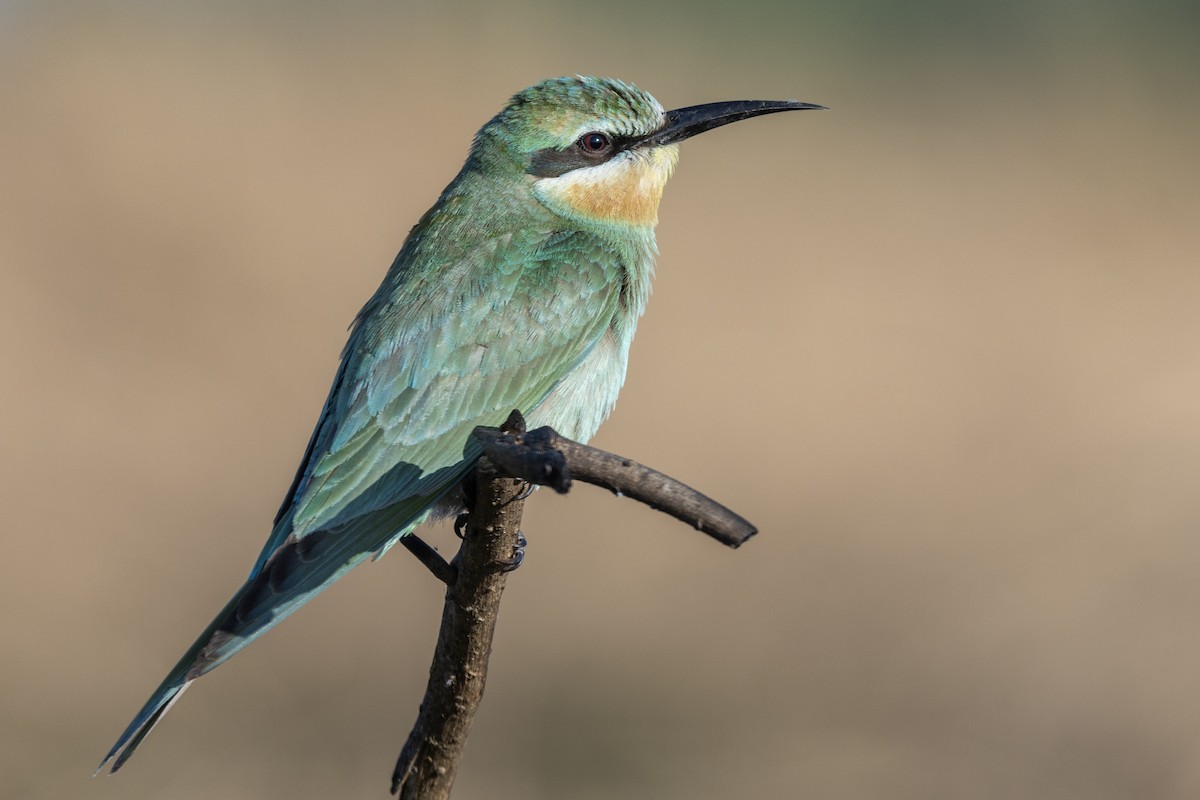 Blue-cheeked Bee-eater - ML646666889