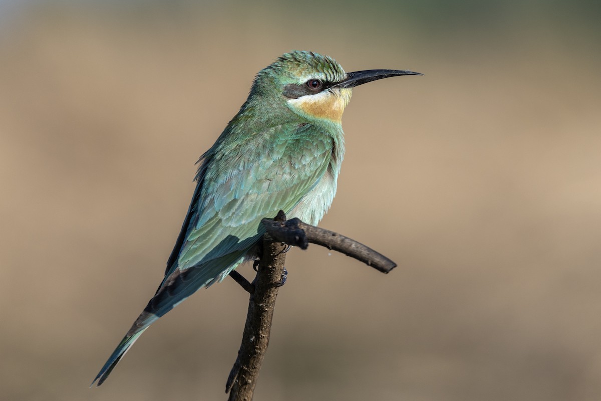 שרקרק ירוק - ML646666892