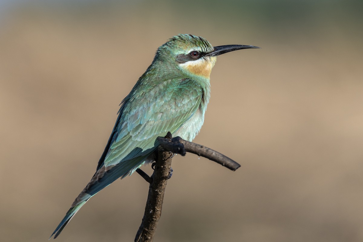 שרקרק ירוק - ML646666893