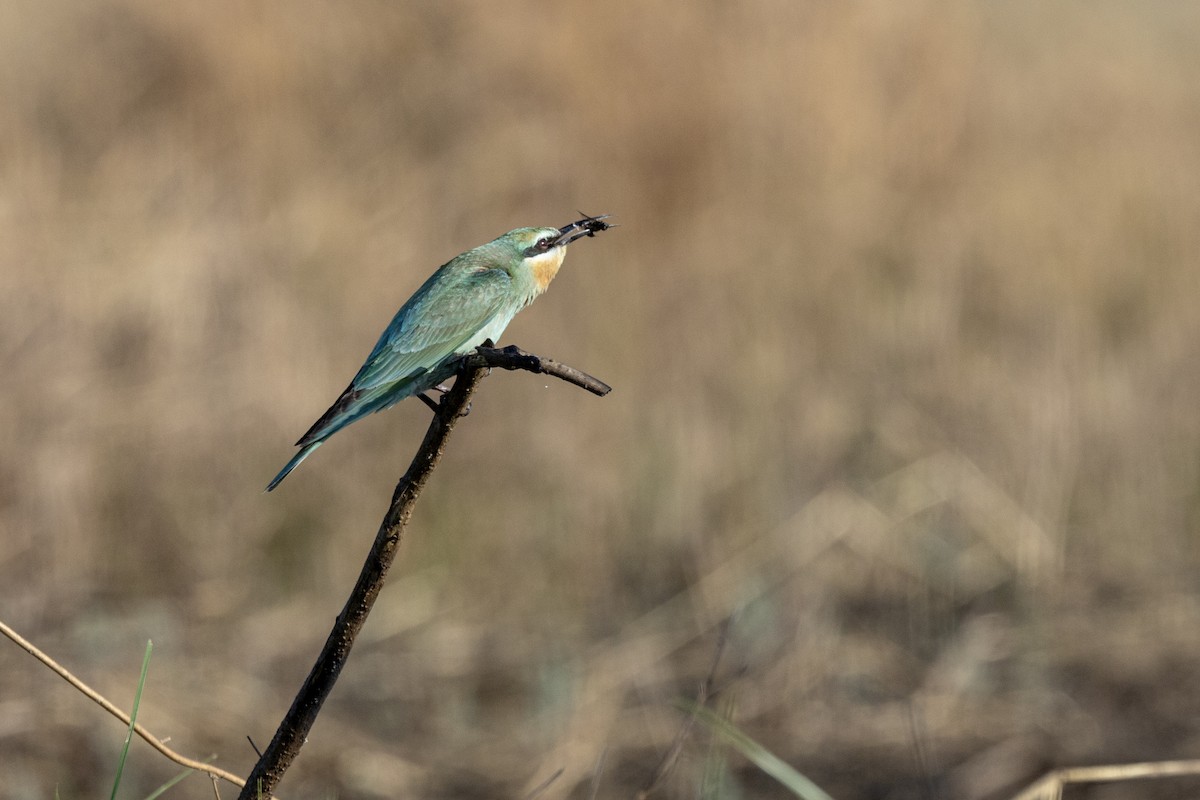 שרקרק ירוק - ML646666894