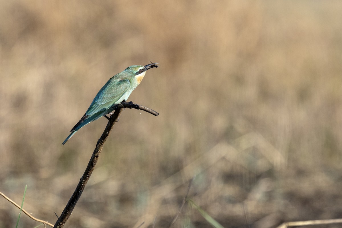 שרקרק ירוק - ML646666895