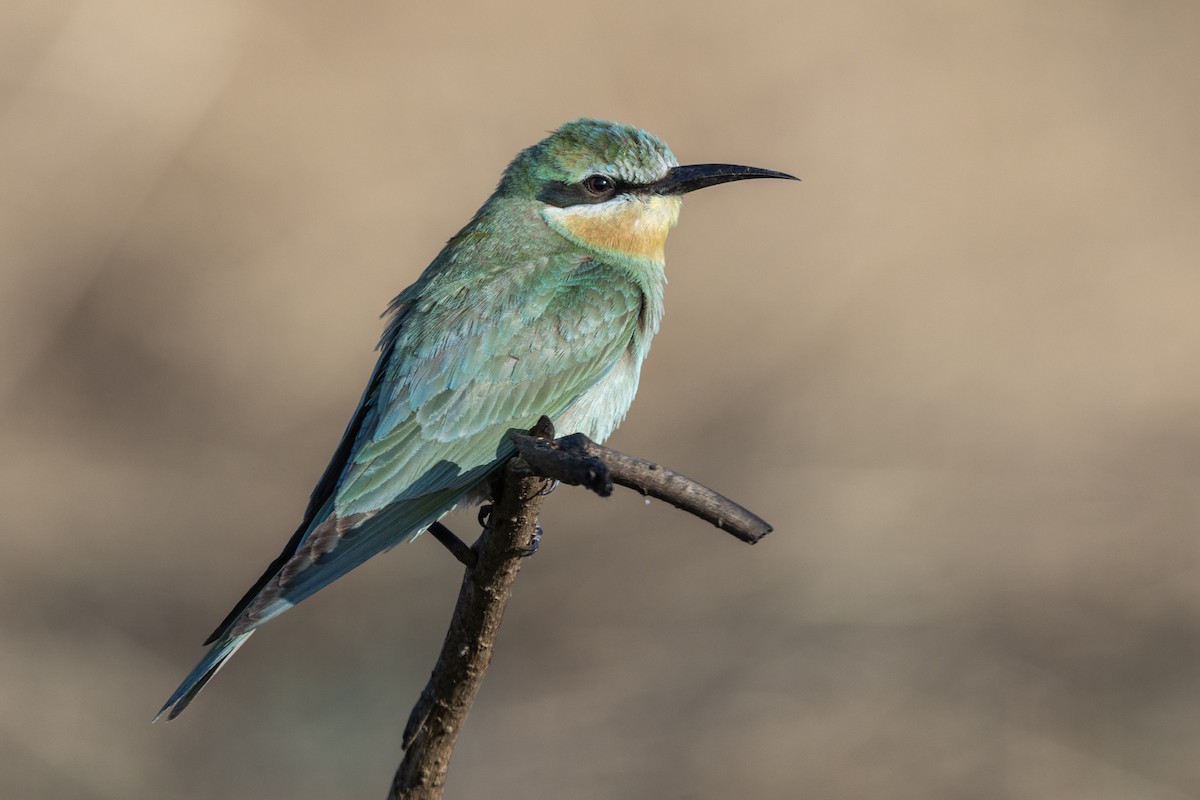 שרקרק ירוק - ML646666896