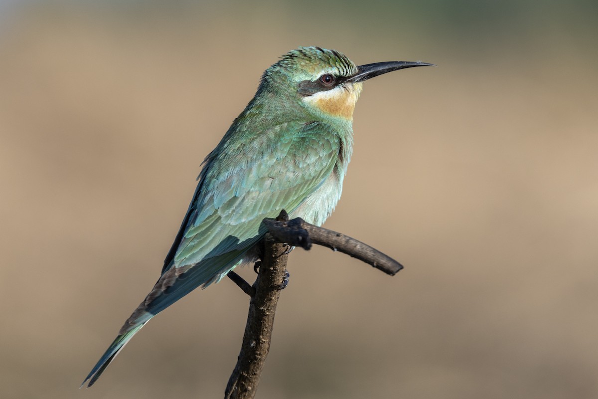שרקרק ירוק - ML646666897