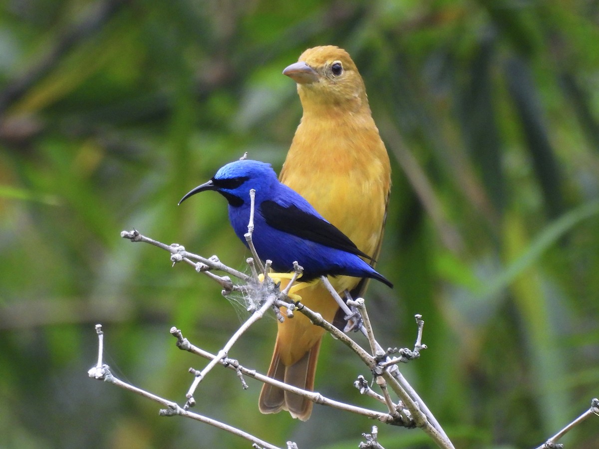 Purple Honeycreeper - ML646666901