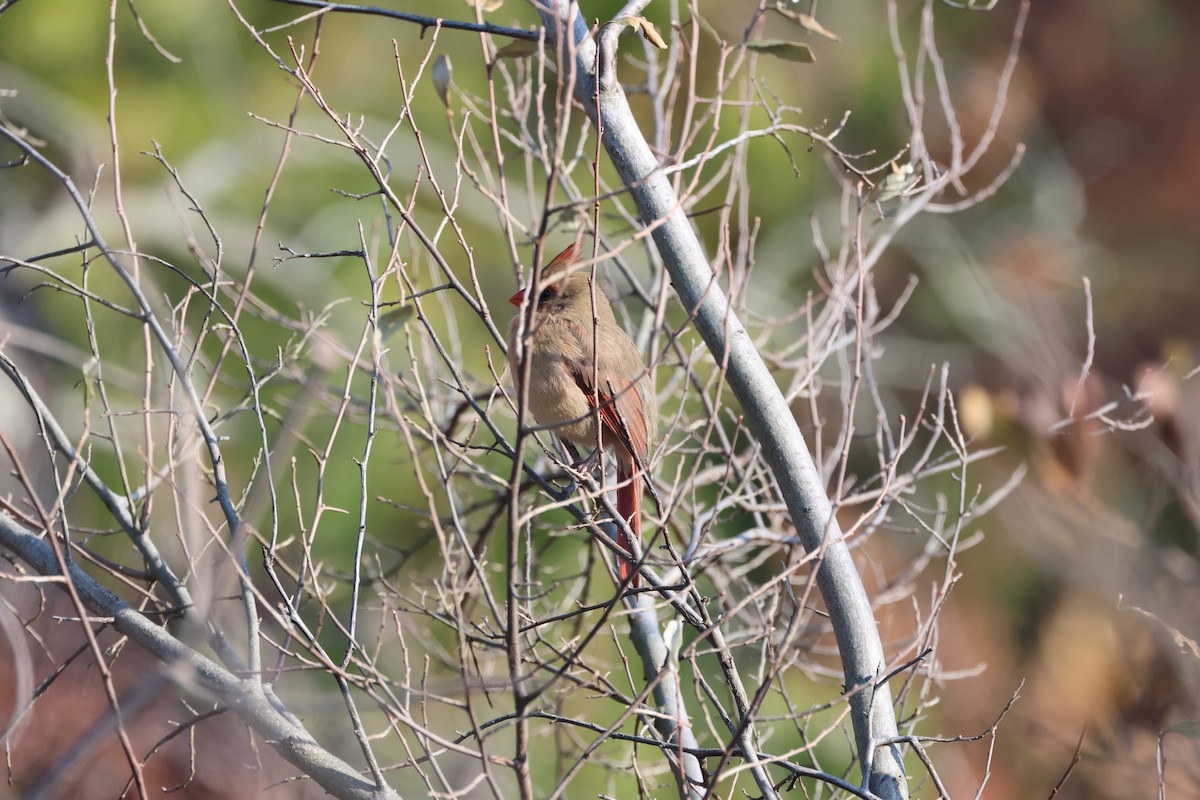 Northern Cardinal - ML646666903