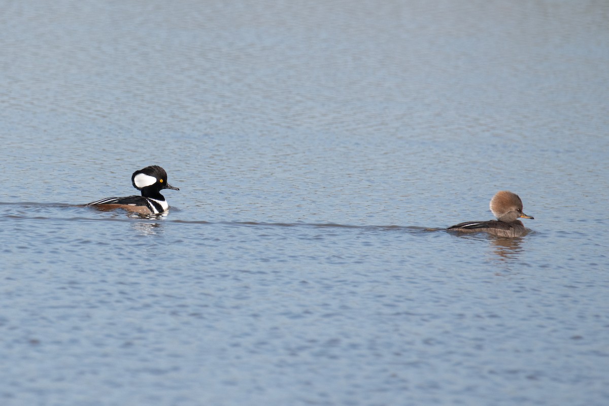 Hooded Merganser - ML646666904