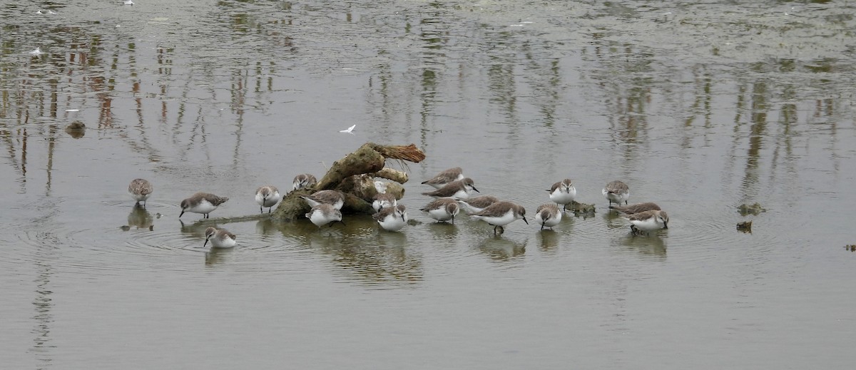 Semipalmated Sandpiper - ML646666905
