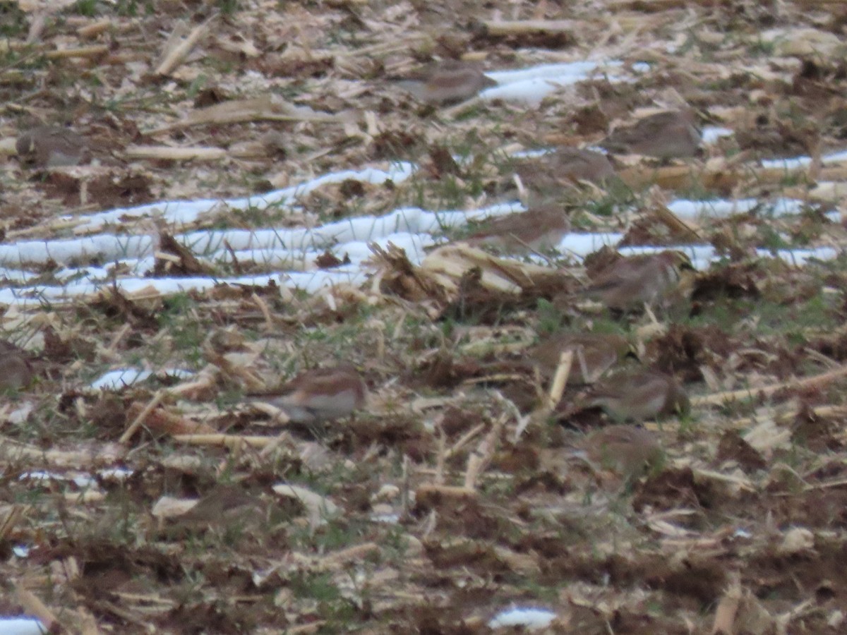 Horned Lark - ML646666907