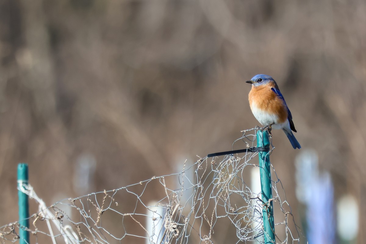 Eastern Bluebird - ML646666908