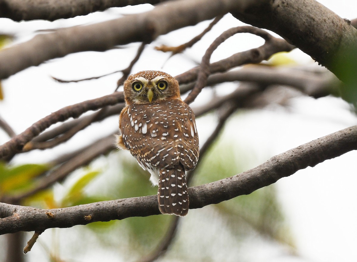 Pearl-spotted Owlet - ML646666909