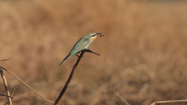 Abejaruco Persa - ML646666910