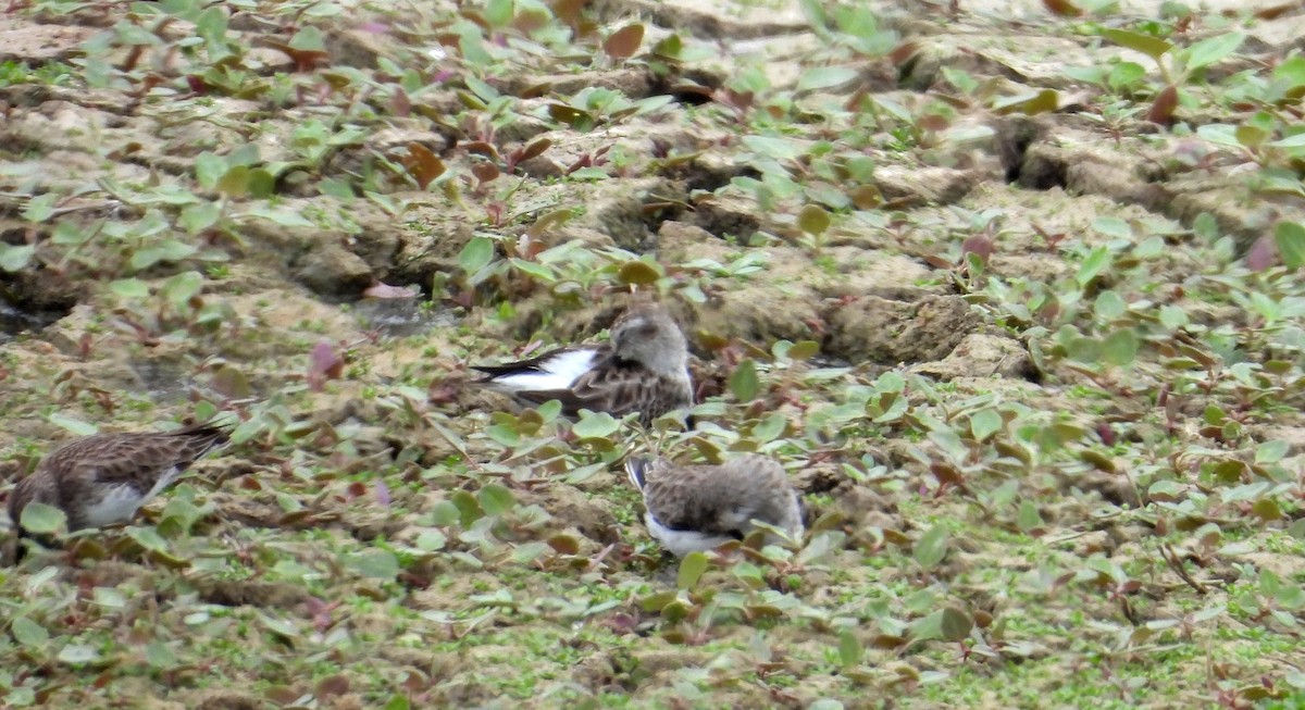 Least Sandpiper - ML646666911