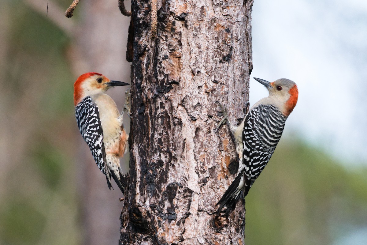Red-bellied Woodpecker - ML646666912