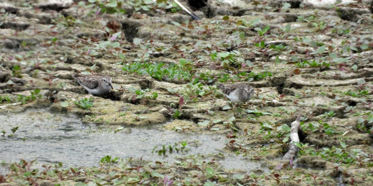 Least Sandpiper - ML646666913