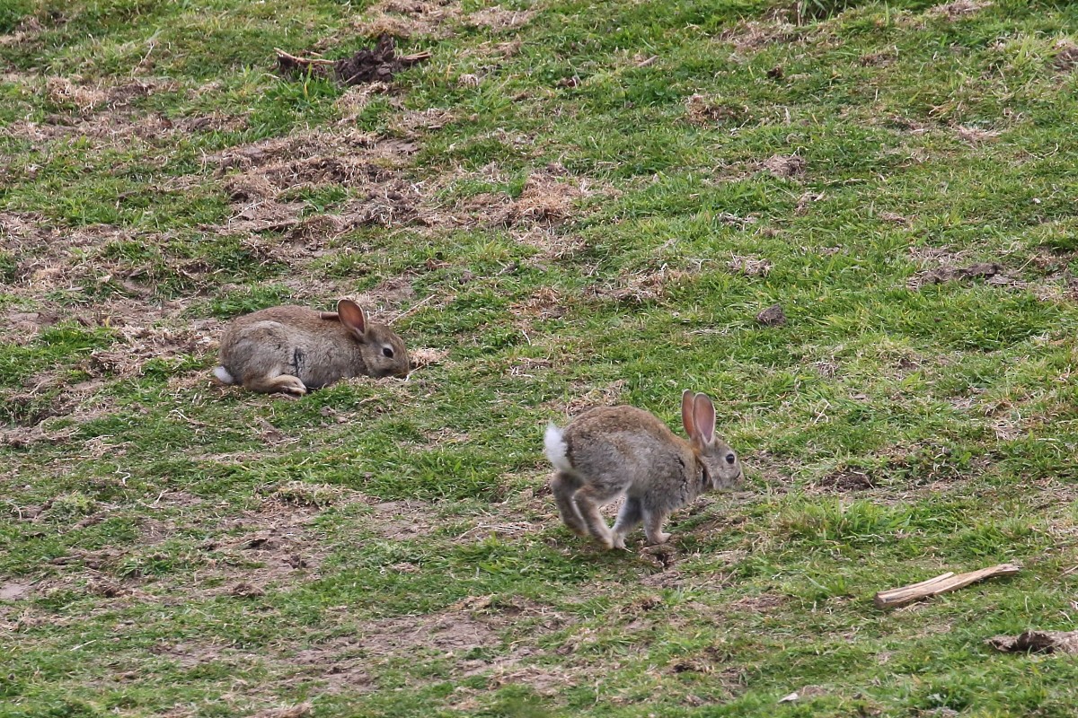 Animals - ML646666914