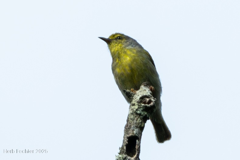 Jiji Verde - ML646666915