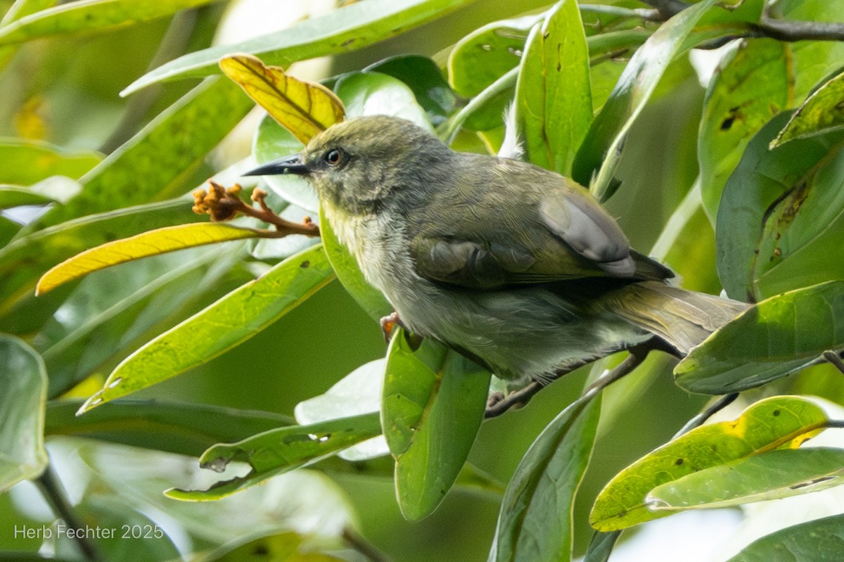 Jiji Verde - ML646666916