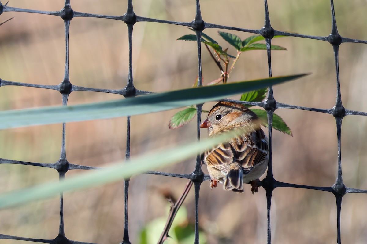 Field Sparrow - ML646666918