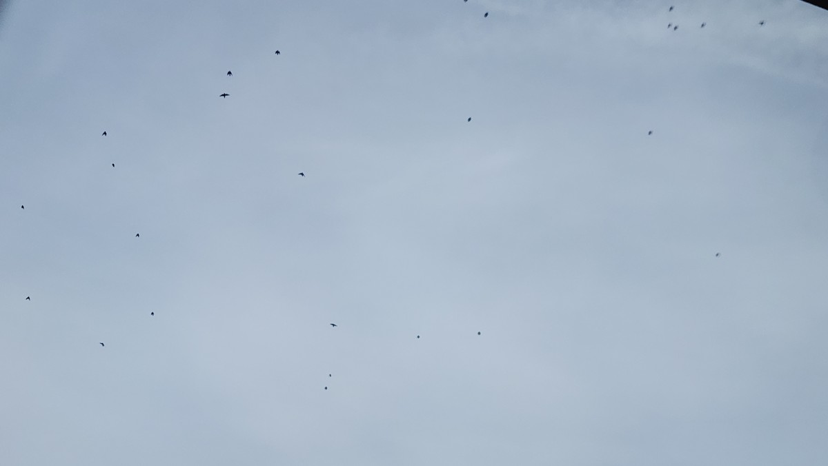 European Starling - ML646666920