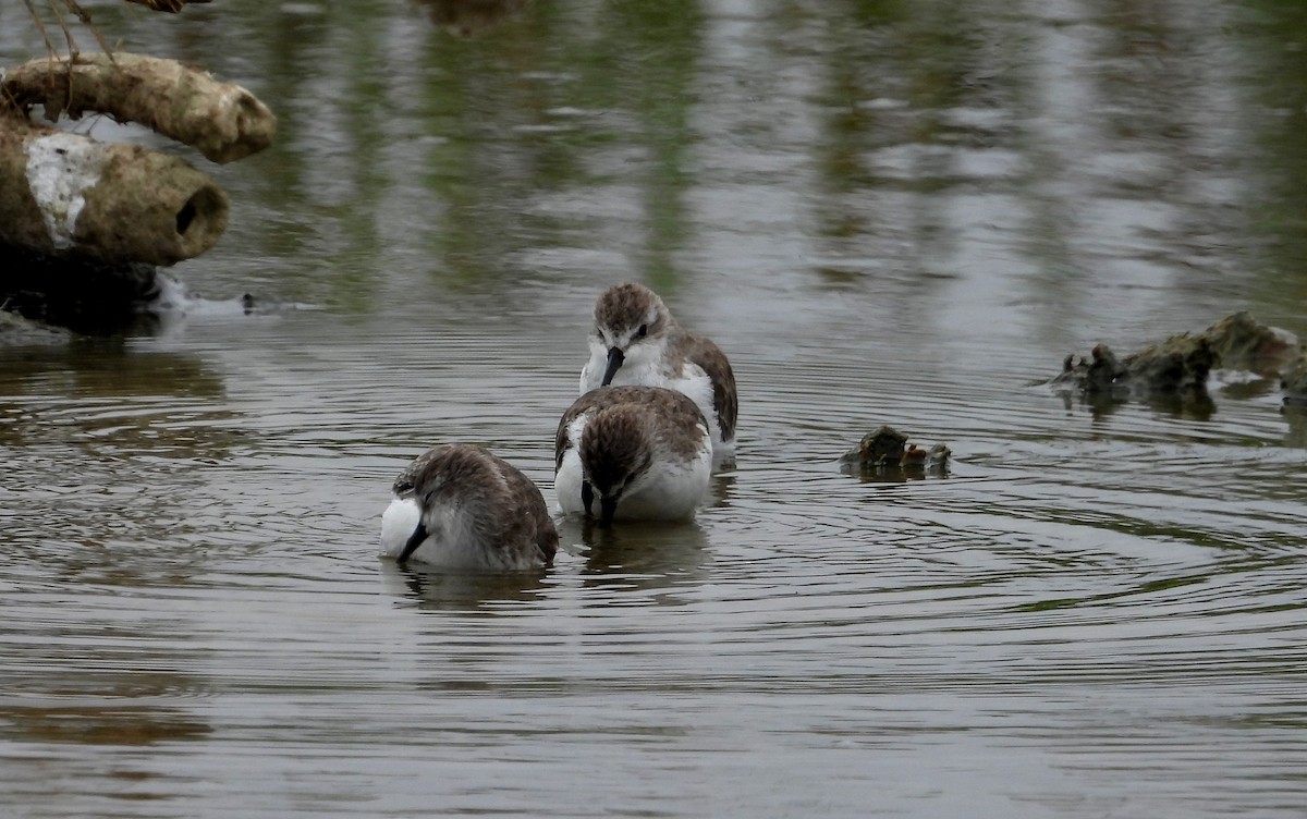 Semipalmated Sandpiper - ML646666921