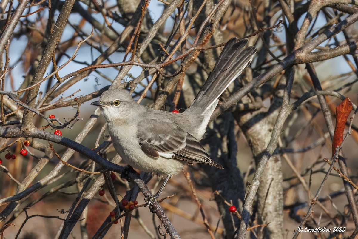 Northern Mockingbird - ML646666922