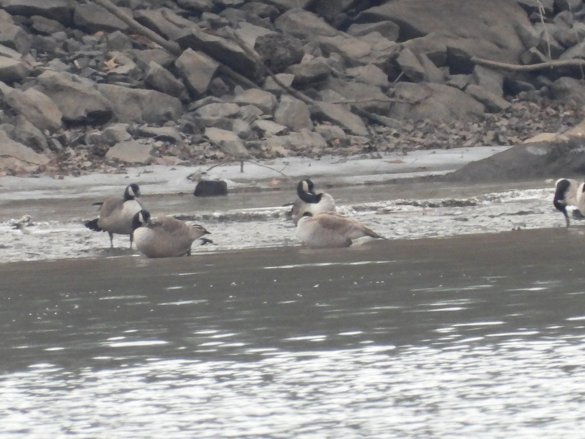 Oca canadese maggiore - ML646666923