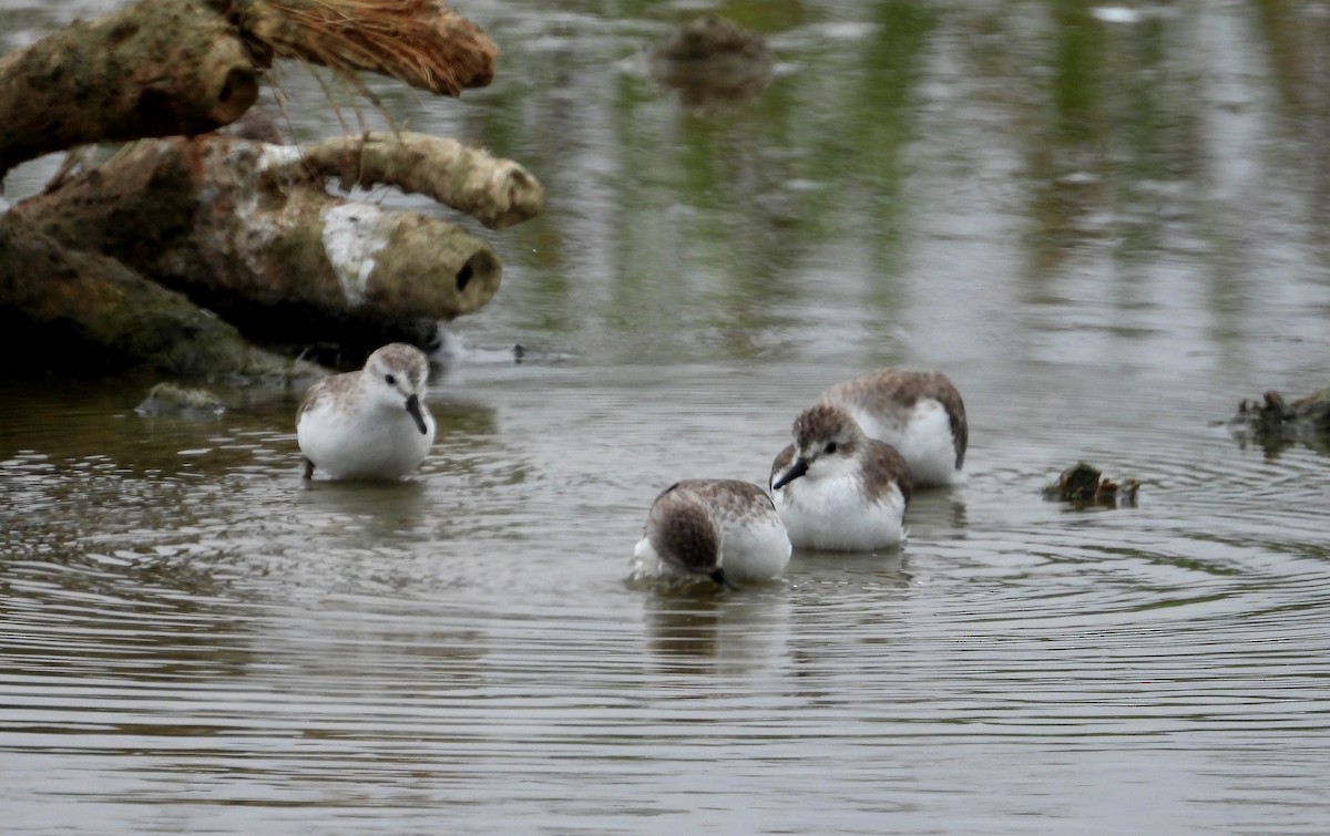 Semipalmated Sandpiper - ML646666924