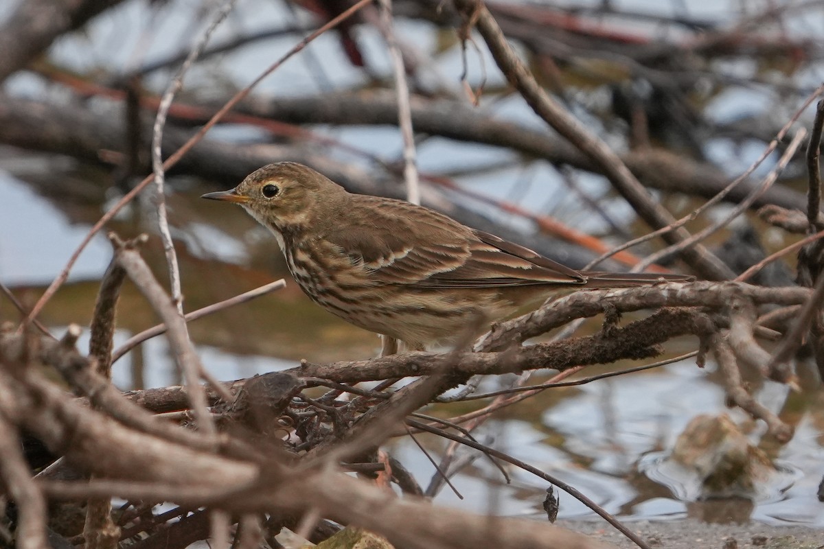 Amerika İncirkuşu - ML646666925