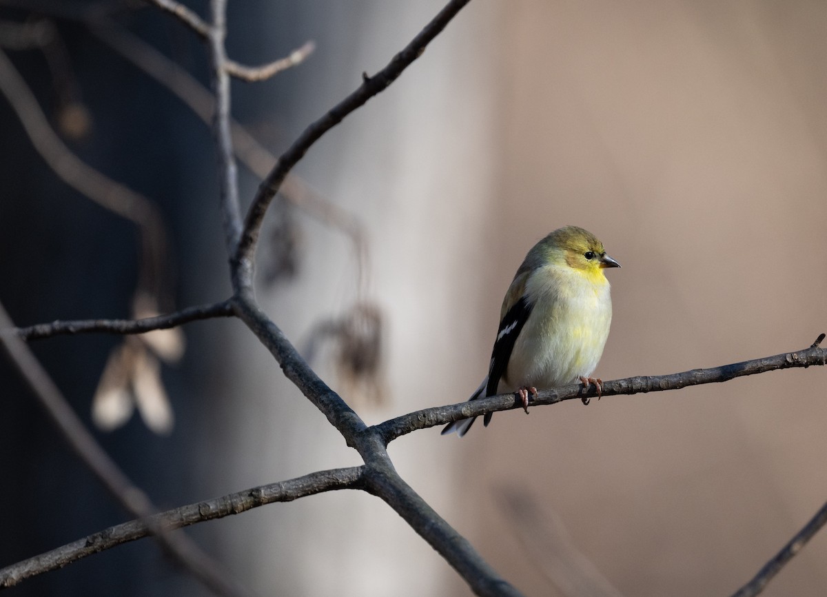 Американский чиж - ML646666935